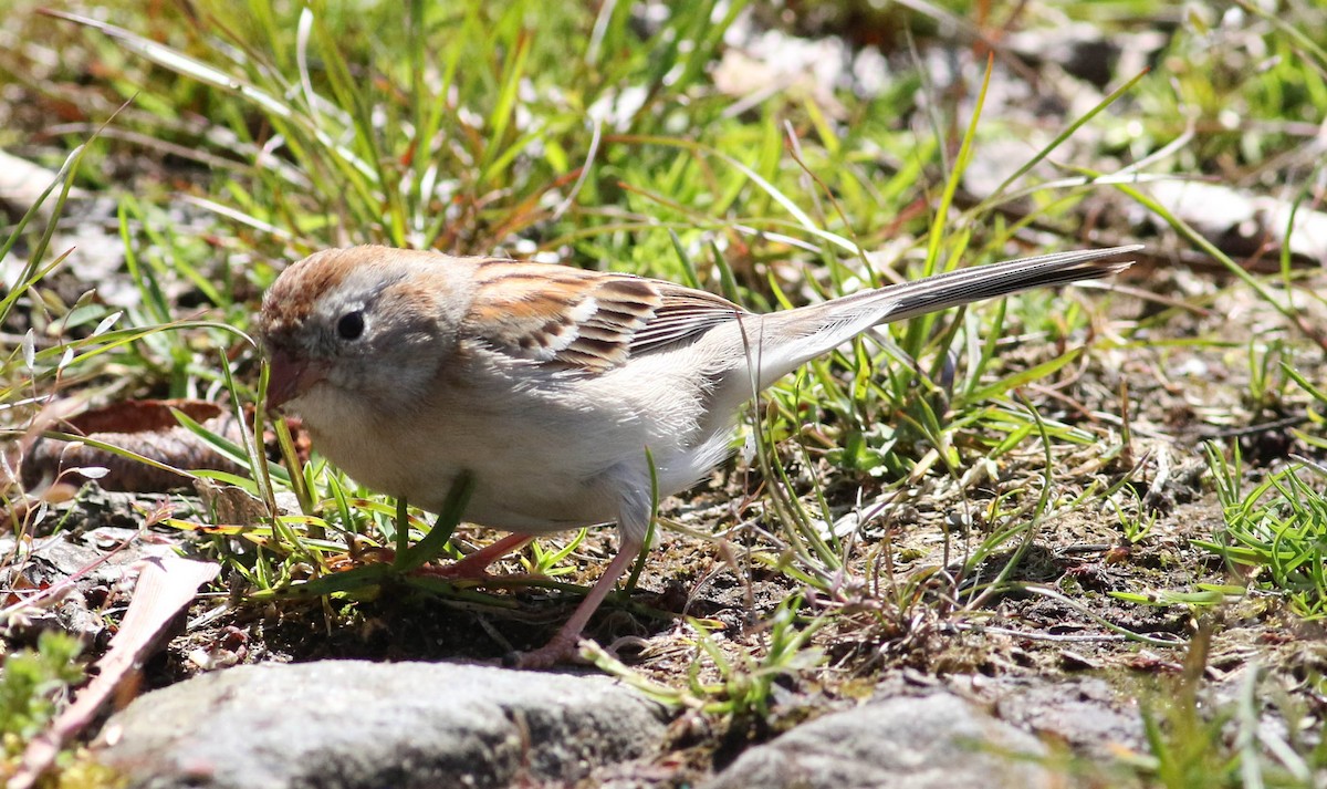Field Sparrow - ML235034391