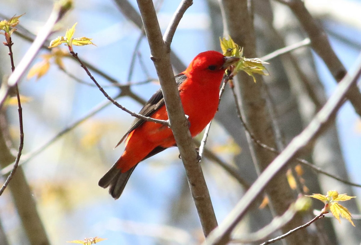 Scarlet Tanager - ML235034711