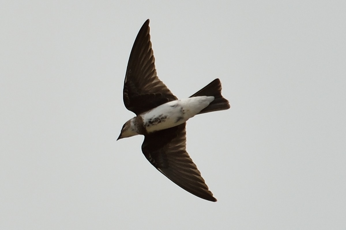 Brown-chested Martin - ML235038071