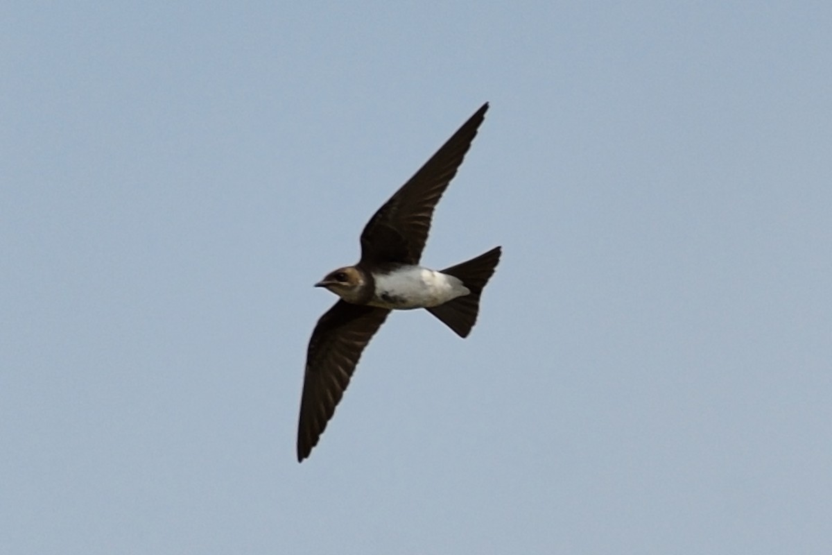 Brown-chested Martin - ML235038091