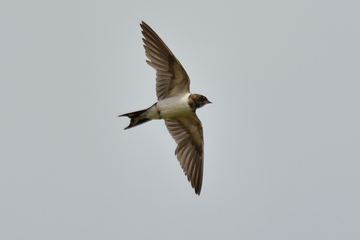 Barn Swallow - ML235038151