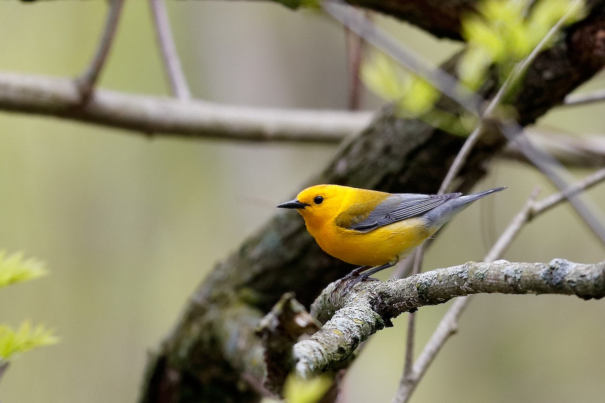 Prothonotary Warbler - ML235040641