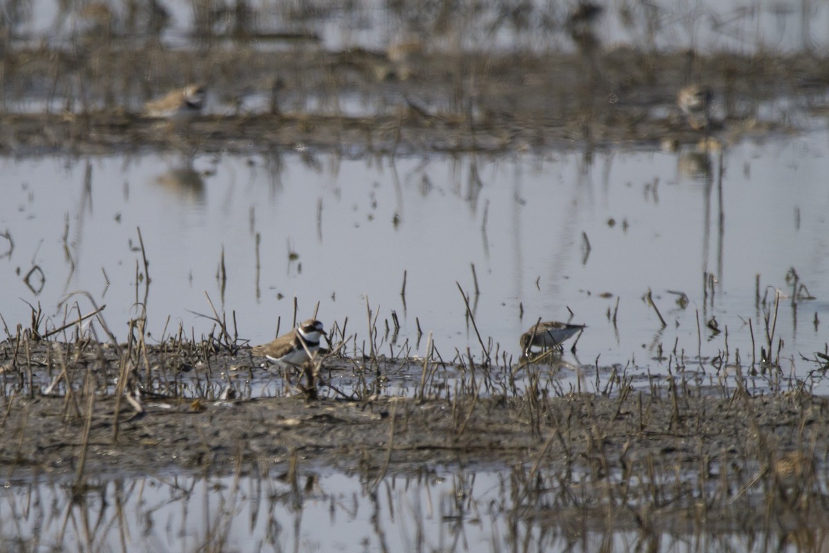 Semipalmated Plover - ML235043521