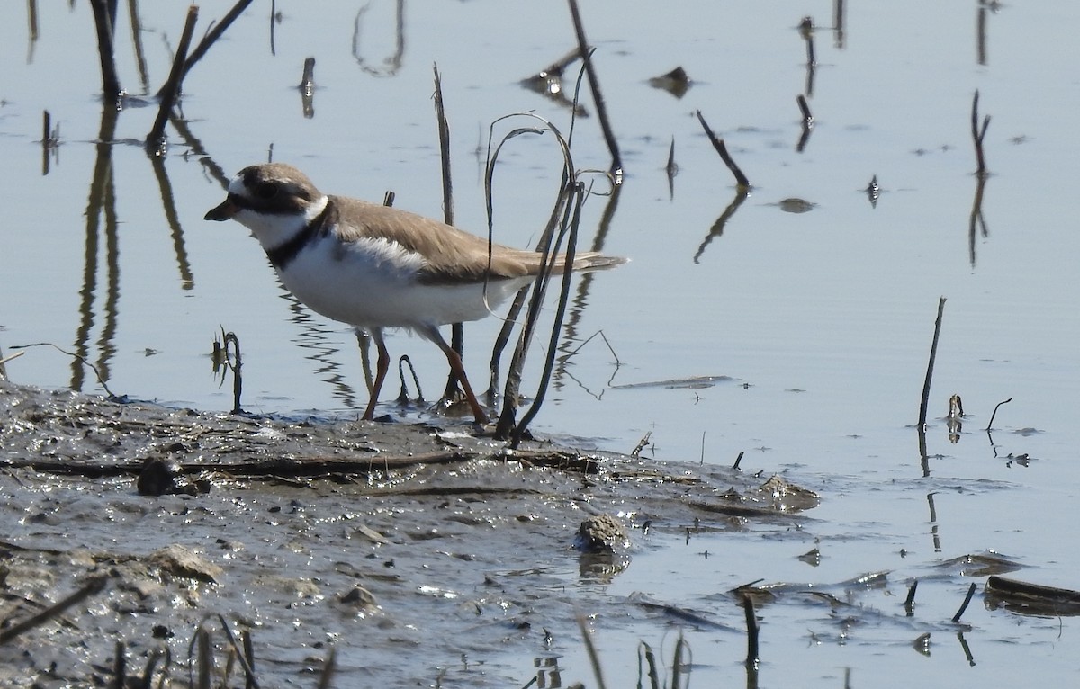 Semipalmated Plover - ML235047851