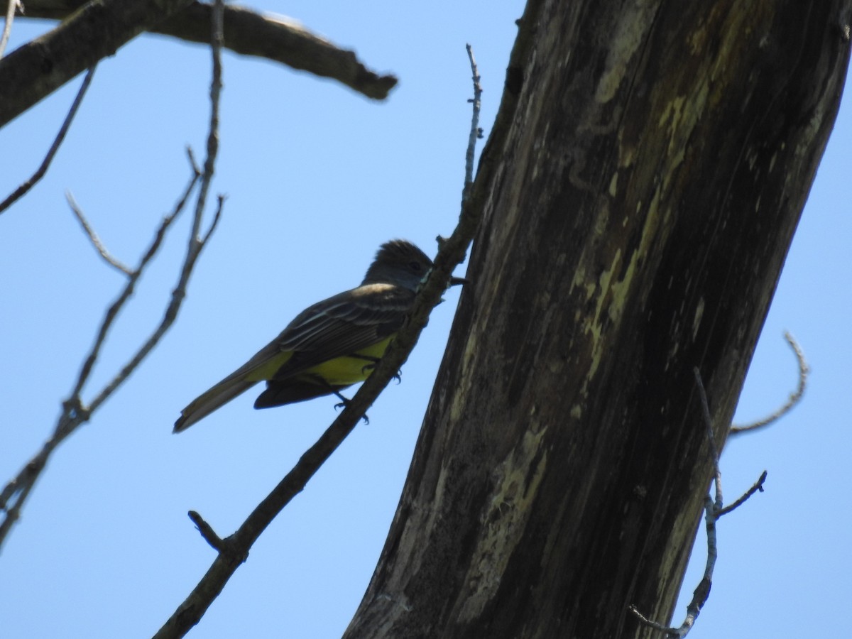 Great Crested Flycatcher - ML235050541