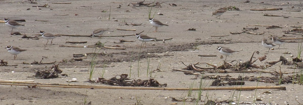 Semipalmated Plover - ML235052761