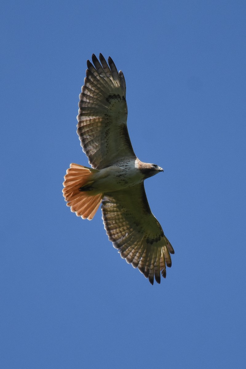 Red-tailed Hawk - Patty Masten