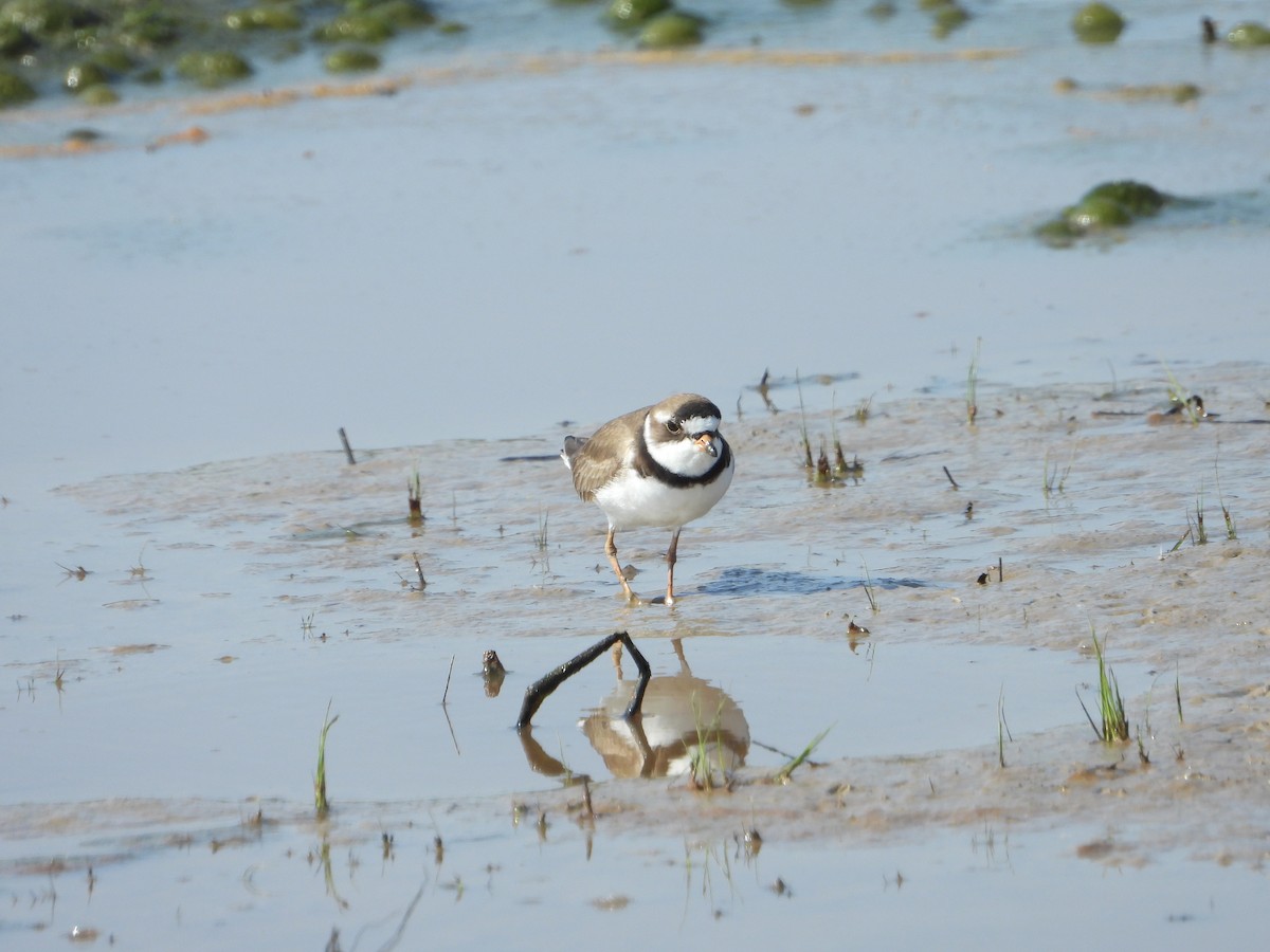 Semipalmated Plover - ML235073901