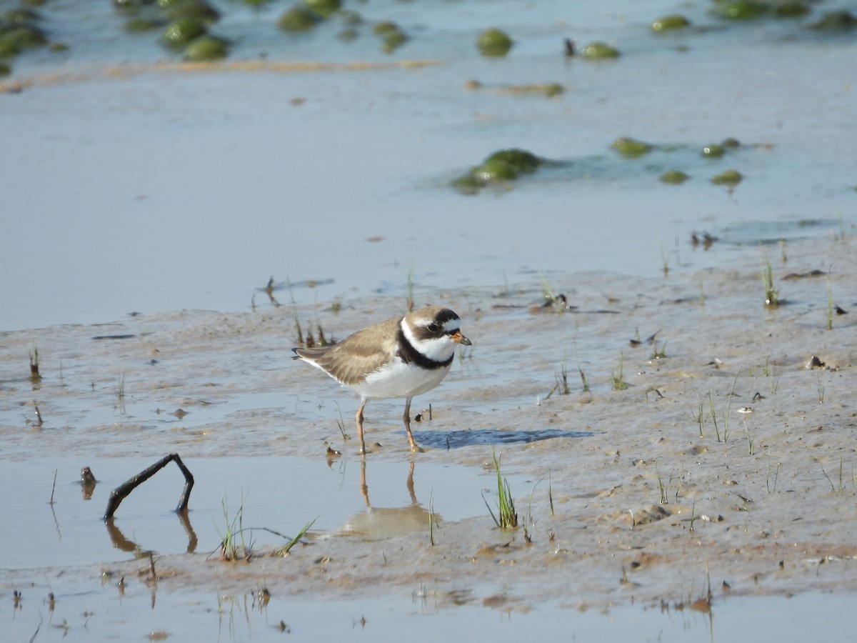 Semipalmated Plover - ML235074331