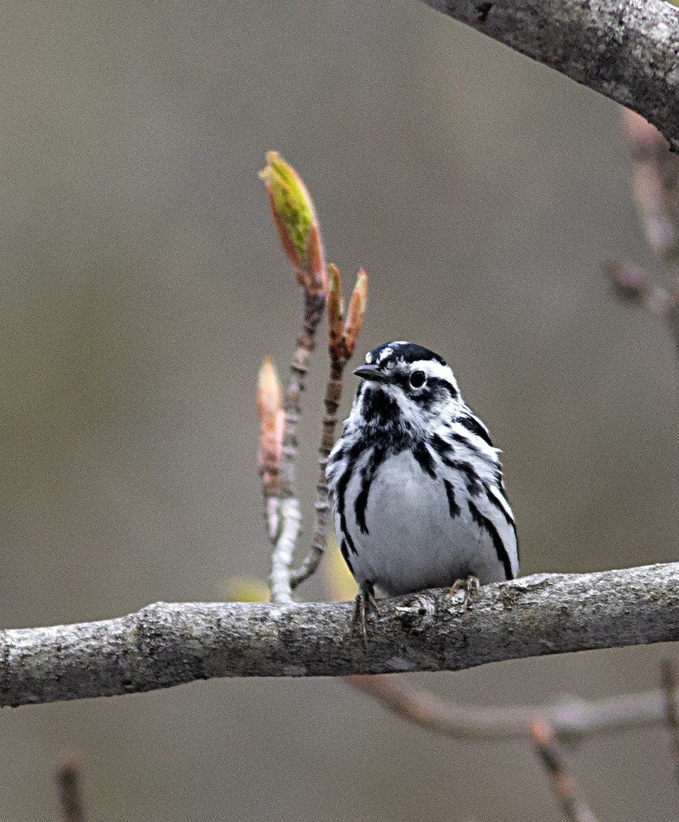 Black-and-white Warbler - ML235075381