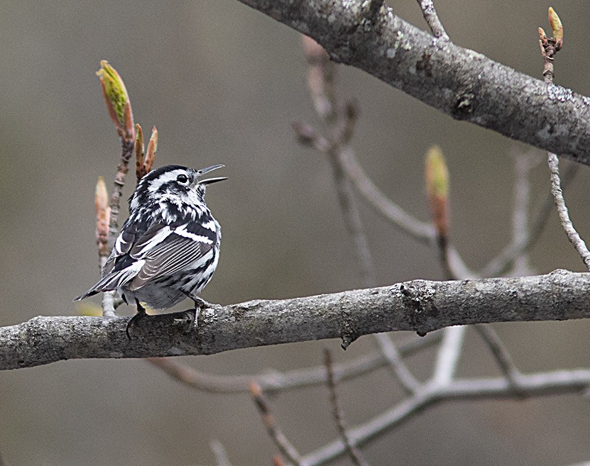 Black-and-white Warbler - ML235075391