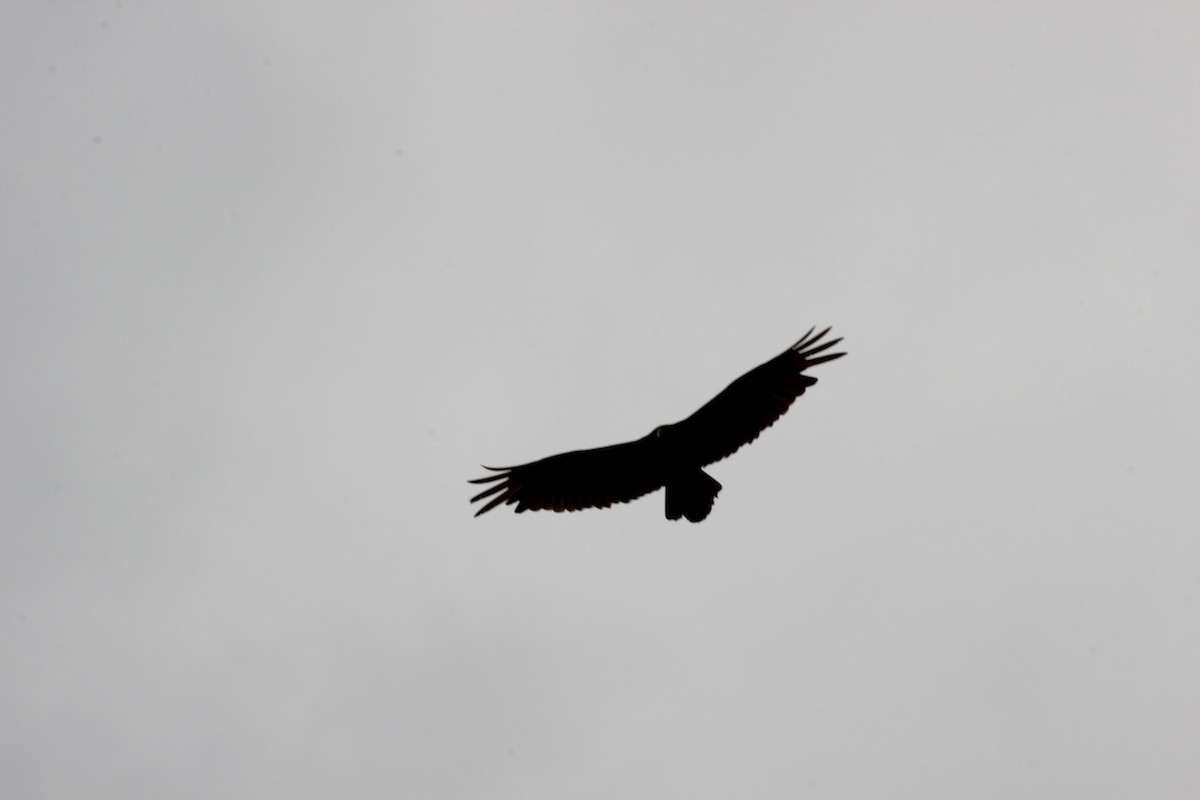 Turkey Vulture - Adrian Lakin