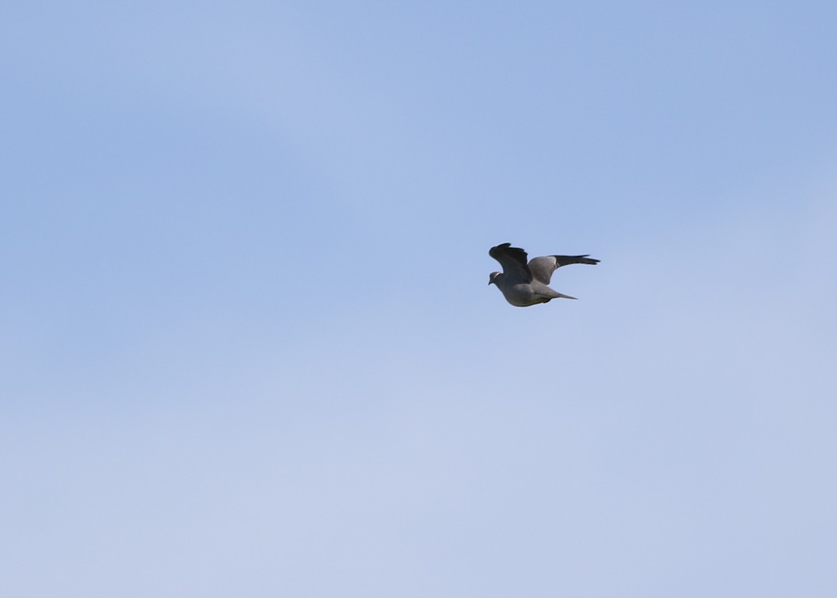 Band-tailed Pigeon - Zane Pickus