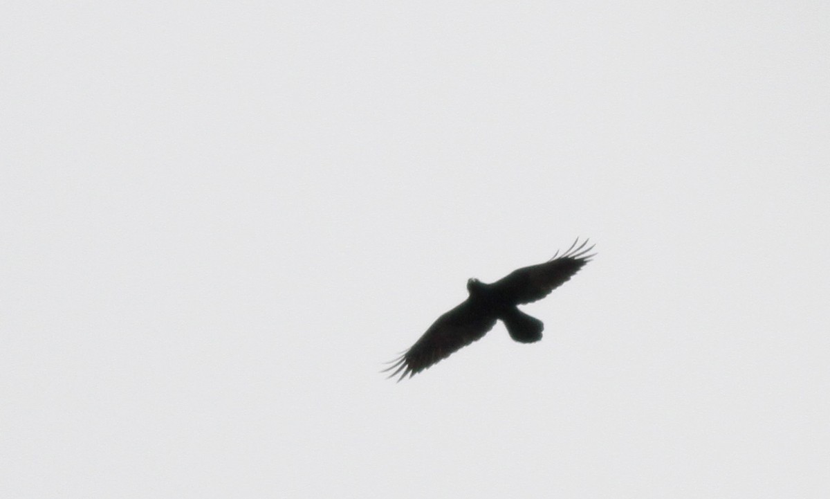 Common Raven - ML23508961