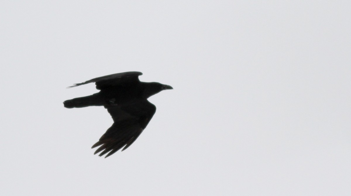 Common Raven - ML23508991
