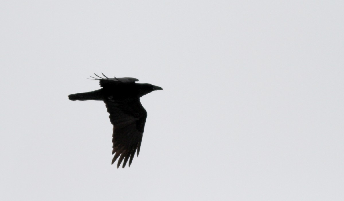 Common Raven - ML23509001