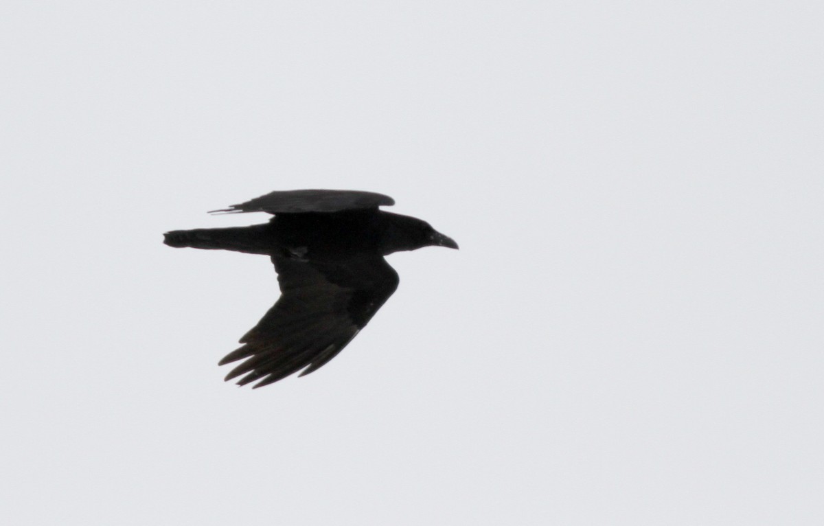 Common Raven - ML23509011