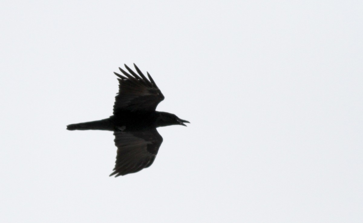 Common Raven - ML23509021