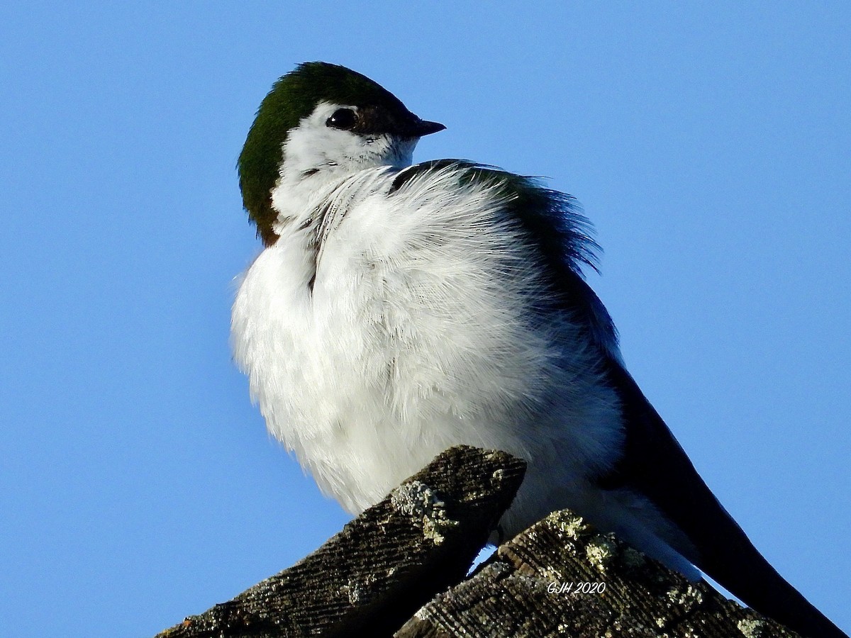 Violet-green Swallow - ML235092221
