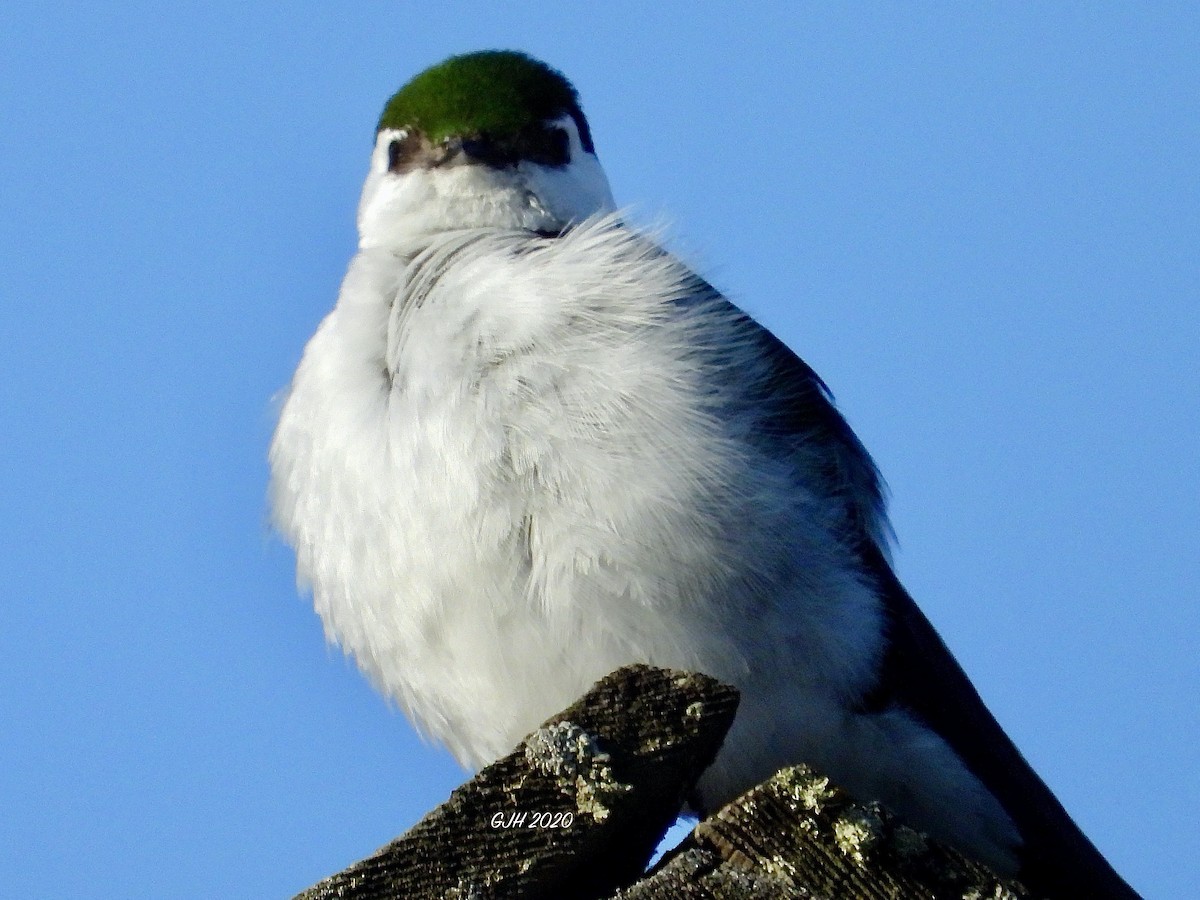 Violet-green Swallow - ML235092421
