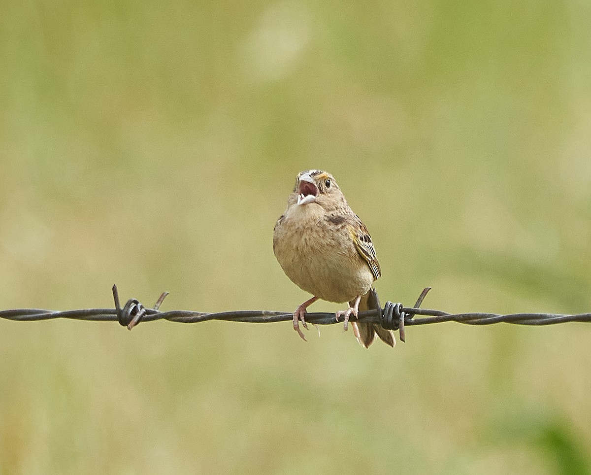 Grasshopper Sparrow - ML235094441