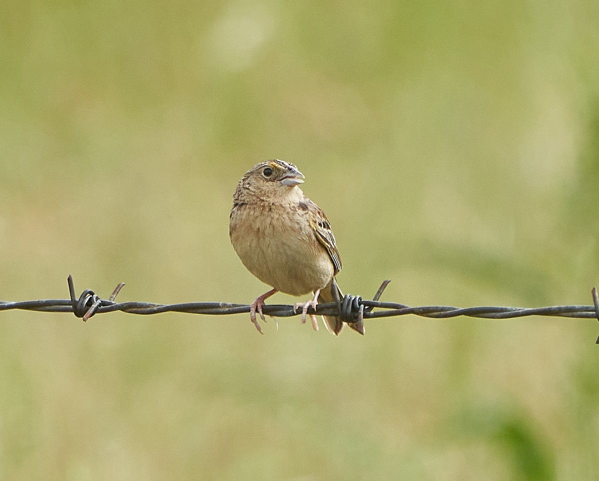 Grasshopper Sparrow - ML235094451