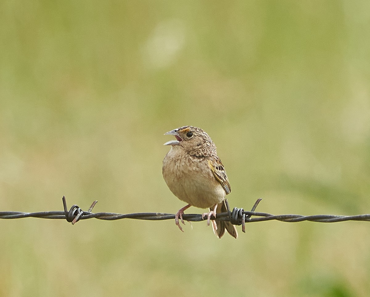 Grasshopper Sparrow - ML235094491
