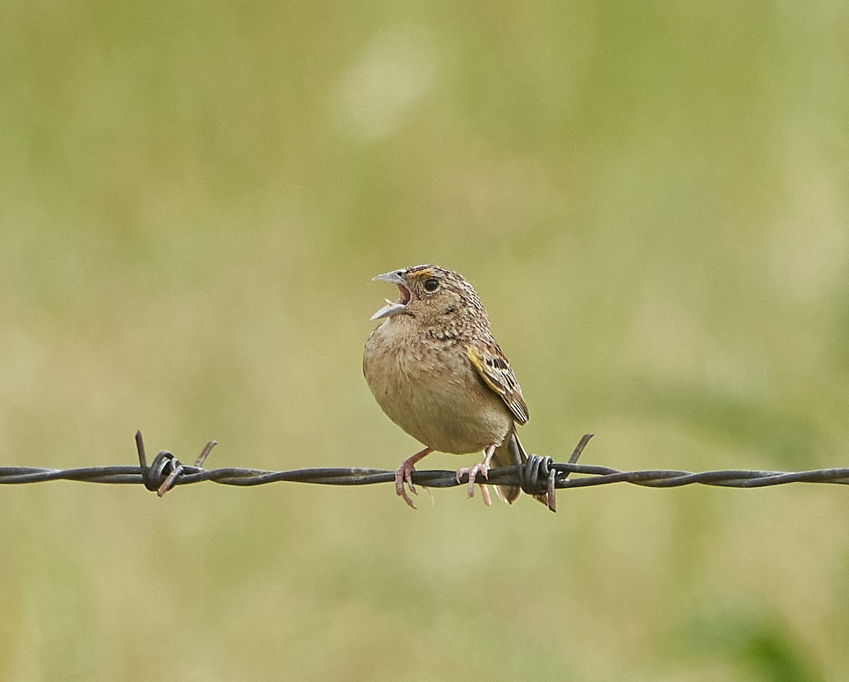 Grasshopper Sparrow - ML235094521