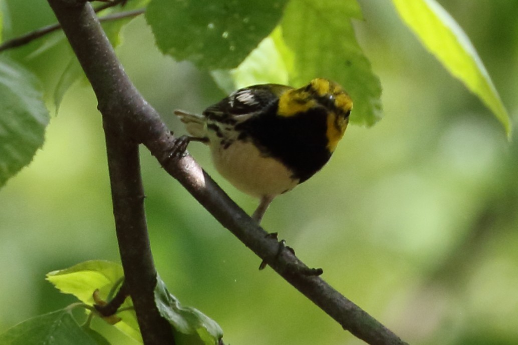 Black-throated Green Warbler - Marie Hageman