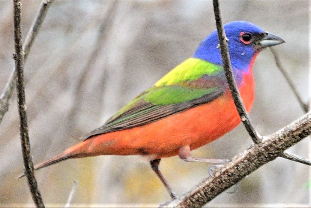 Painted Bunting - ML235101781