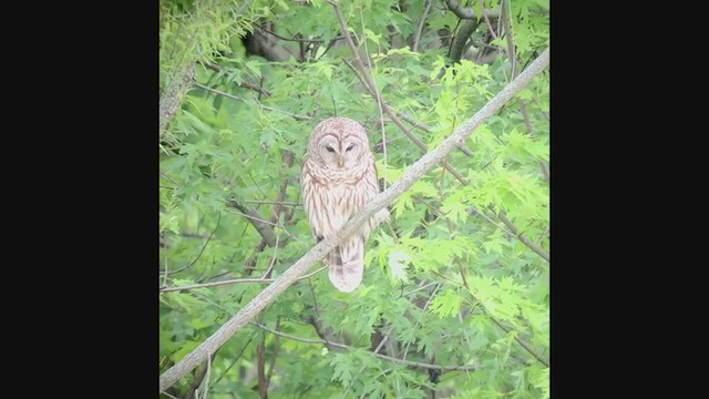 Barred Owl - ML235102011