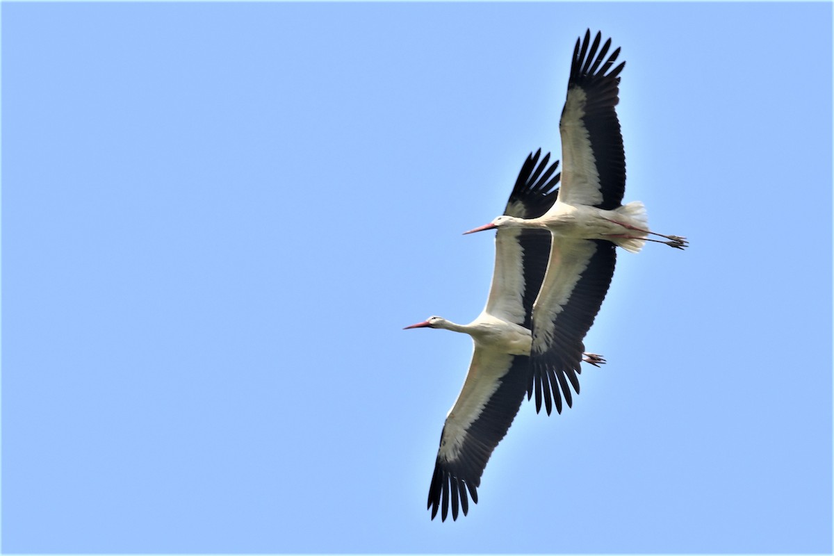 White Stork - ML235102791