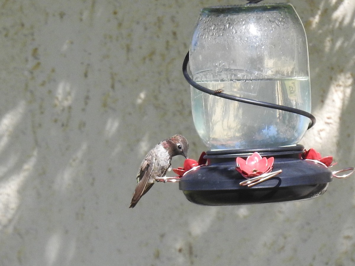 Anna's Hummingbird - ML235118721