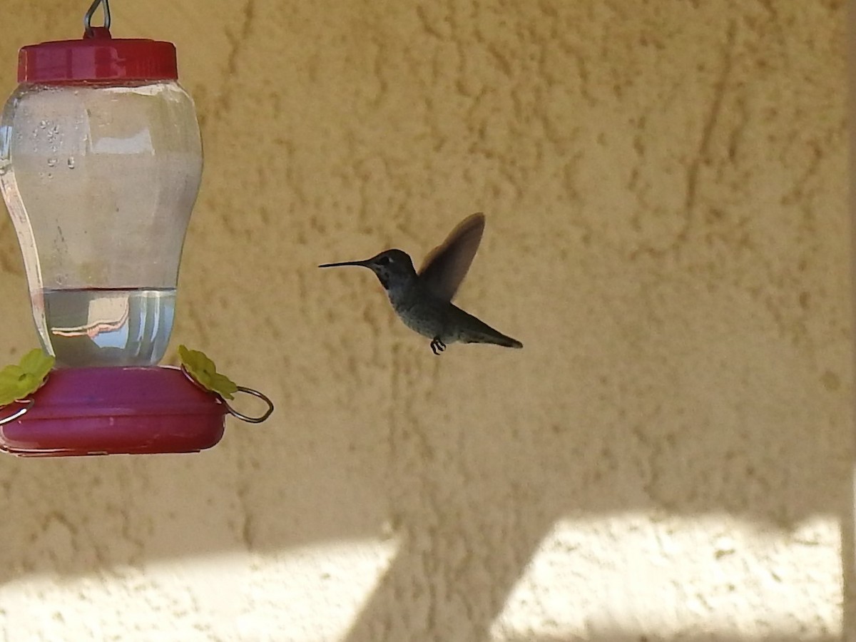 Anna's Hummingbird - ML235119241