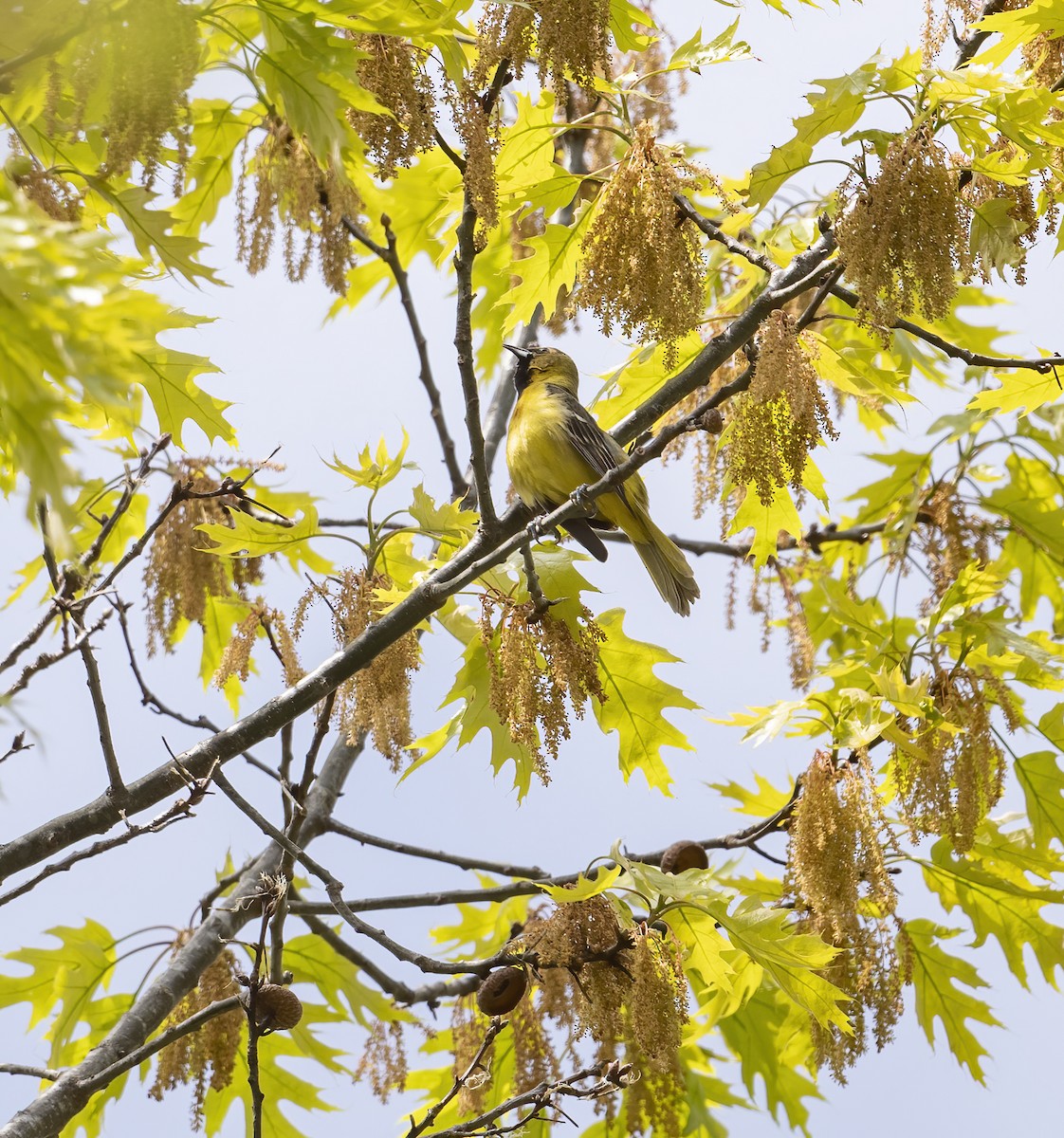 Orchard Oriole - ML235120741