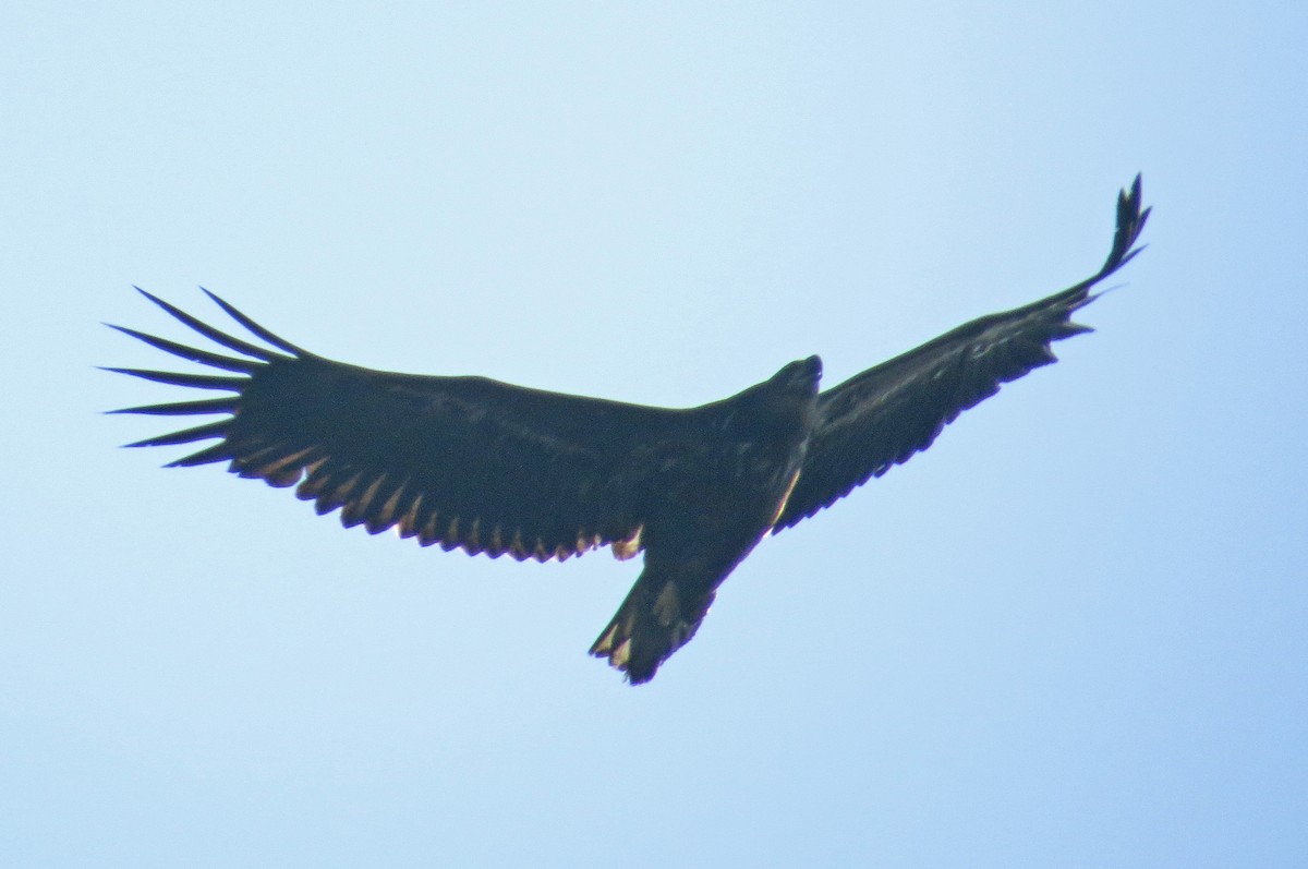 White-tailed Eagle - Luka Hercigonja