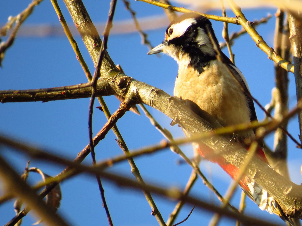 Great Spotted Woodpecker - Luka Hercigonja