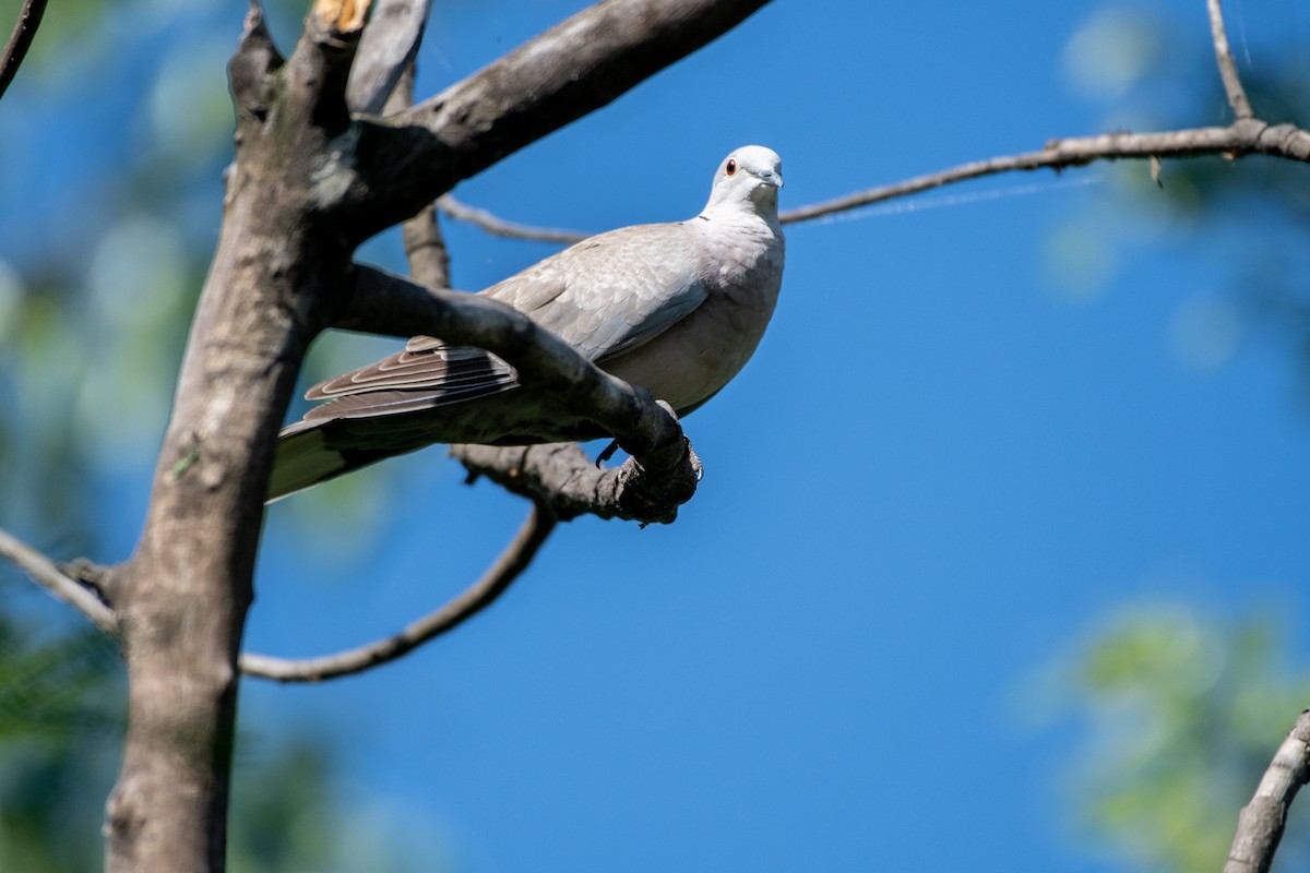 Eurasian Collared-Dove - Vivek Saggar