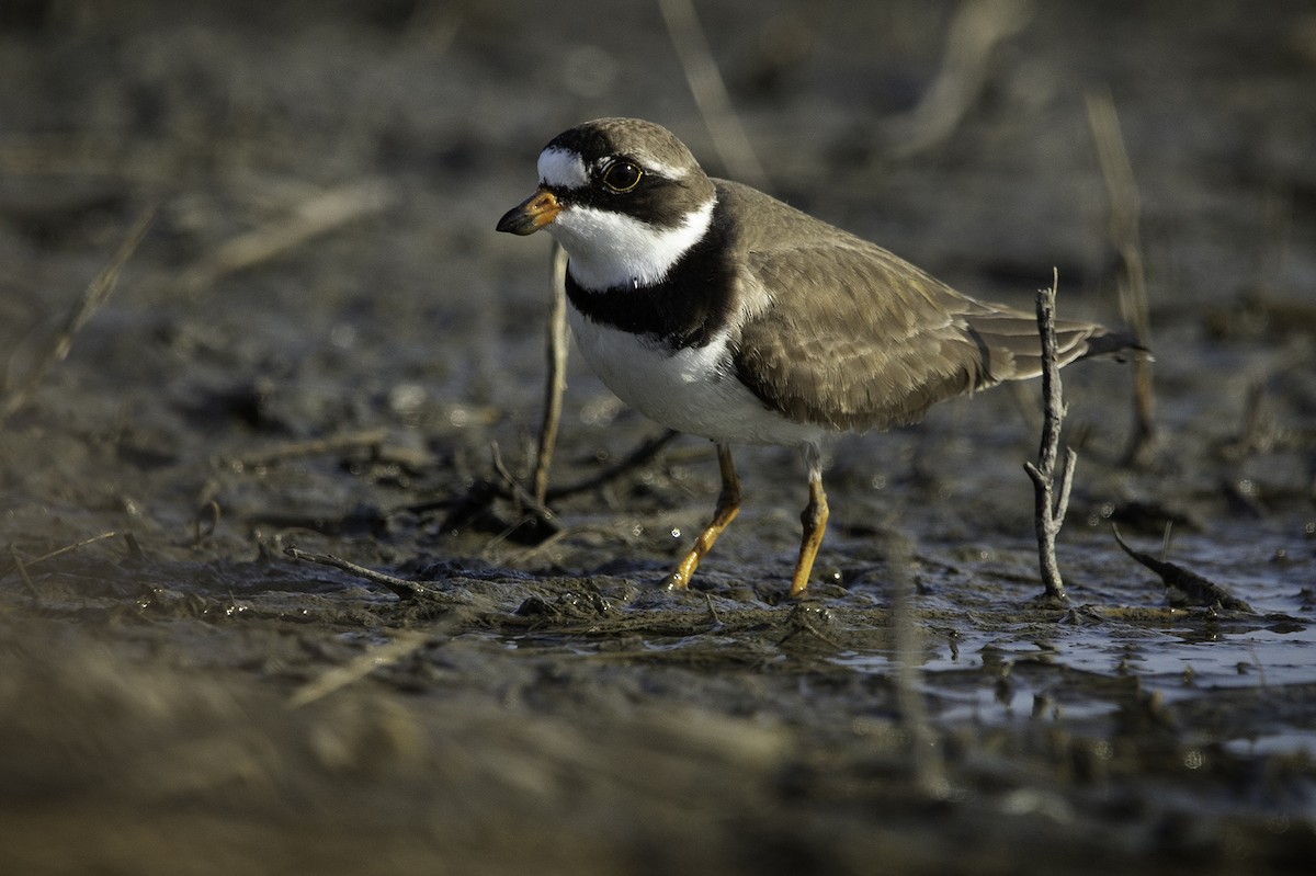Semipalmated Plover - ML235132361