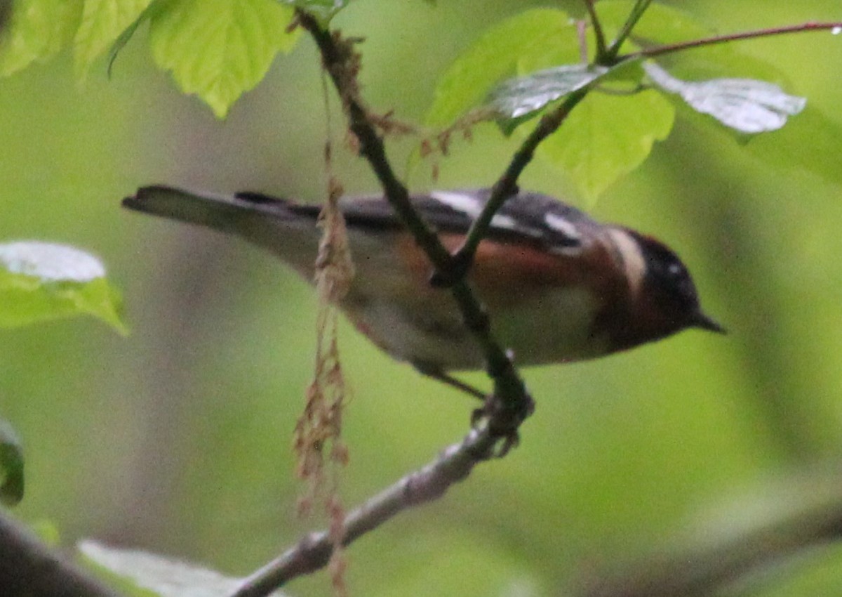 Bay-breasted Warbler - ML235135011