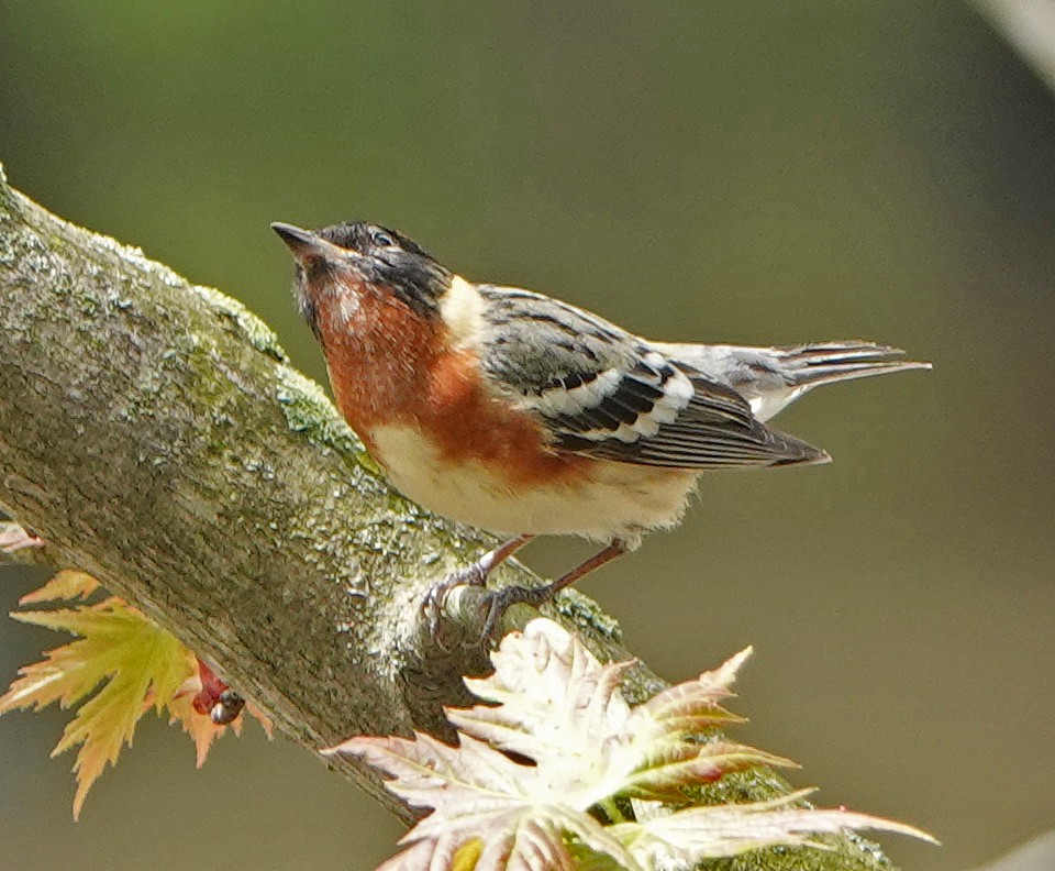 Bay-breasted Warbler - ML235136371