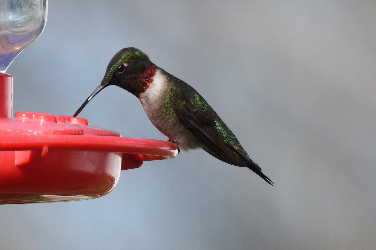 Ruby-throated Hummingbird - ML235144981