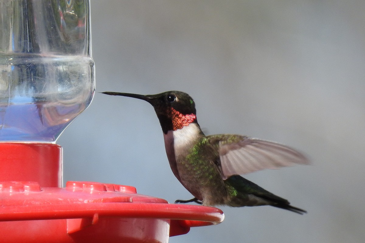 Ruby-throated Hummingbird - ML235145001