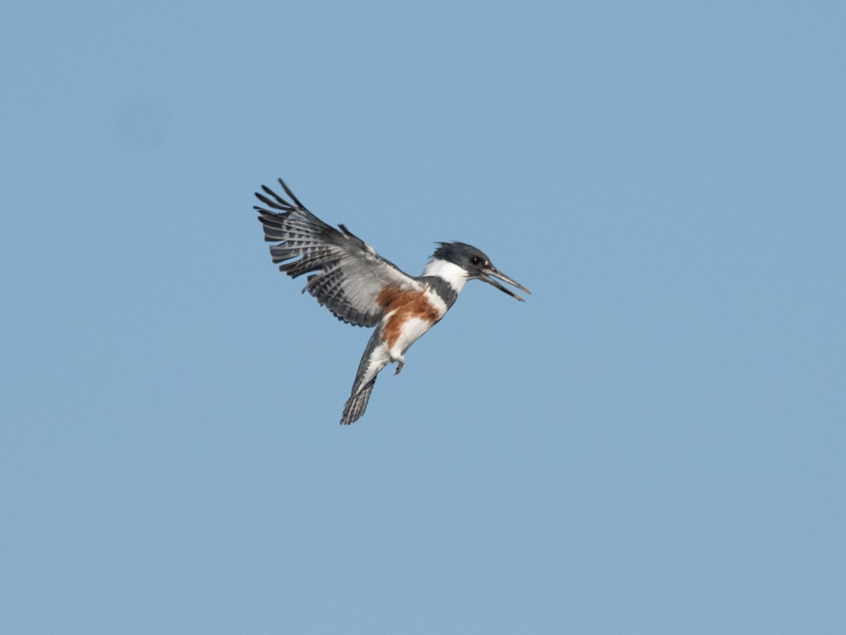 Belted Kingfisher - ML235157141
