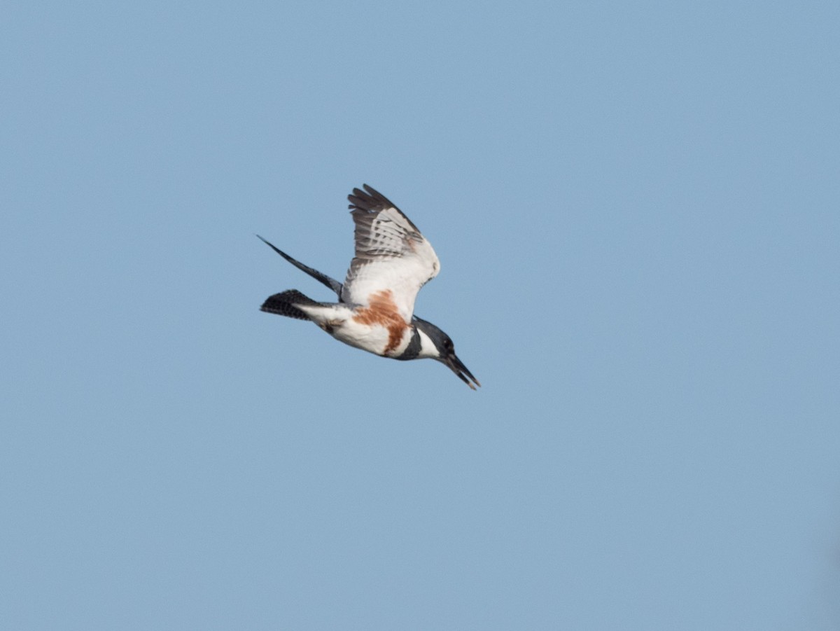 Belted Kingfisher - ML235157151