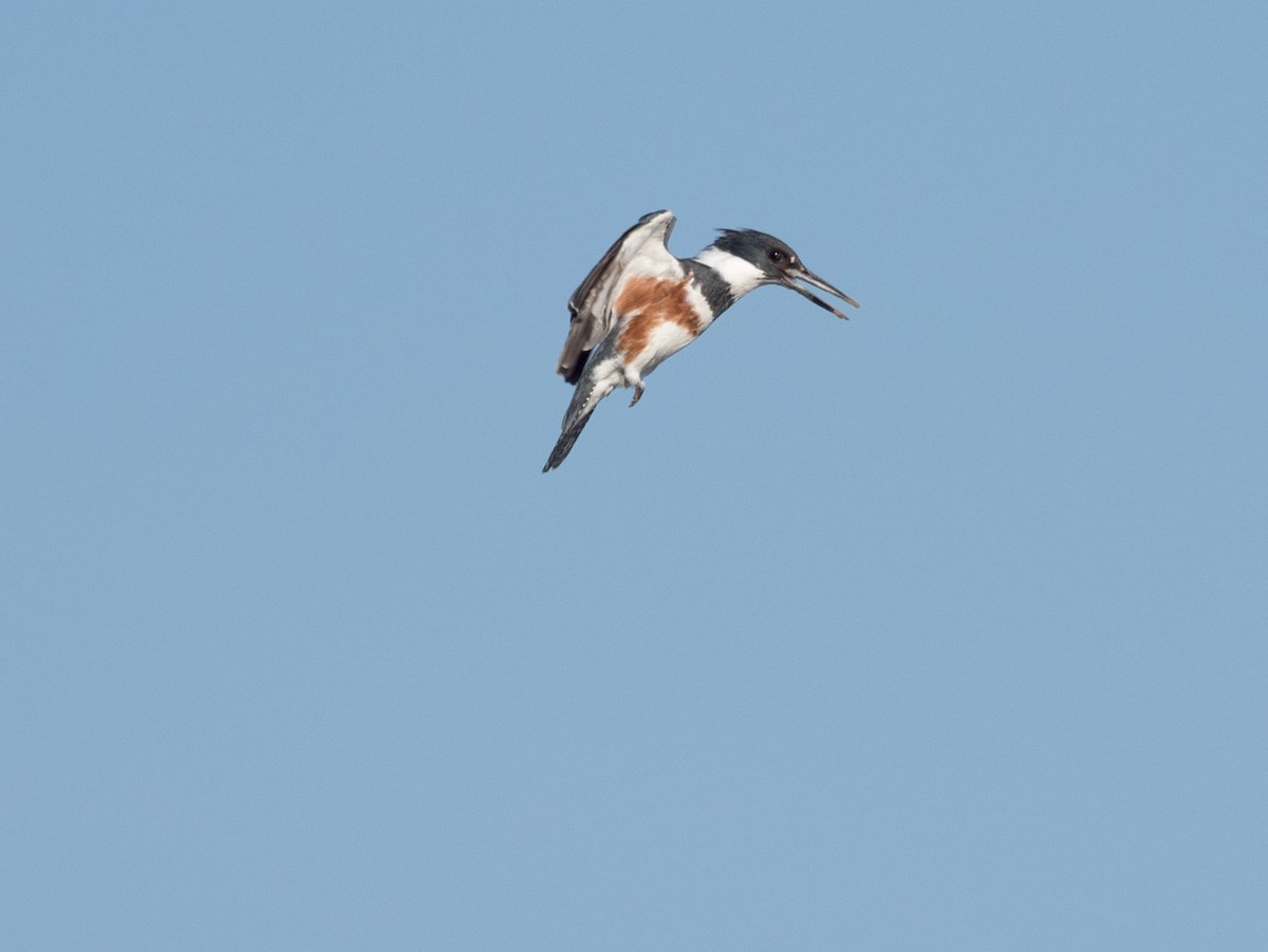 Belted Kingfisher - ML235157161