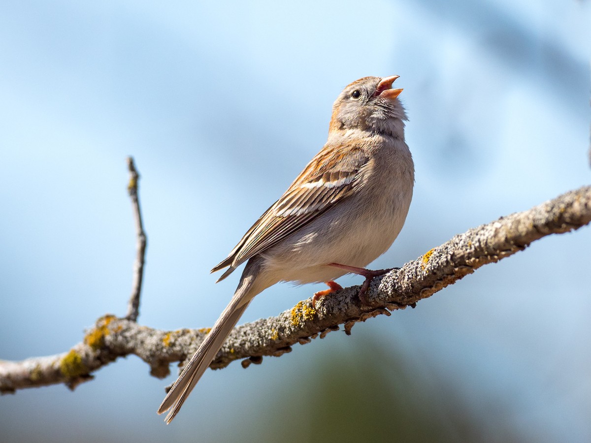 Field Sparrow - ML235158811