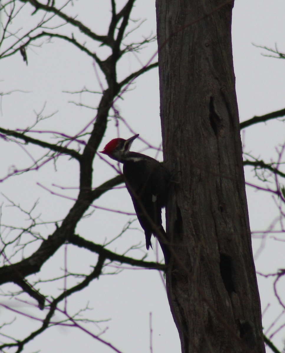 Pileated Woodpecker - Raymond Watkins