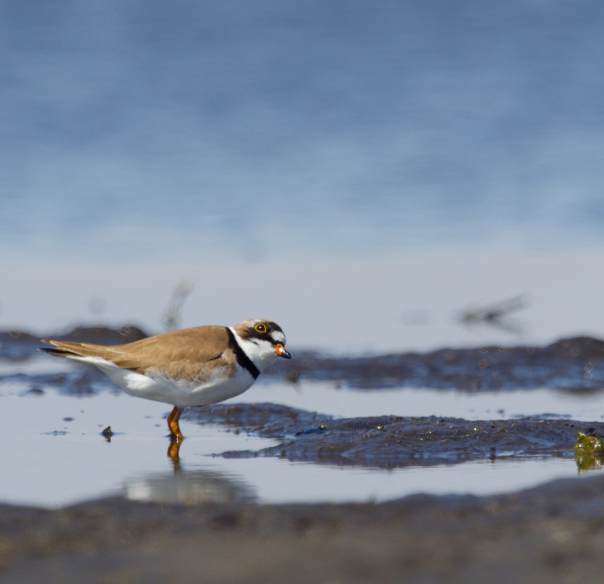 Semipalmated Plover - ML235165601