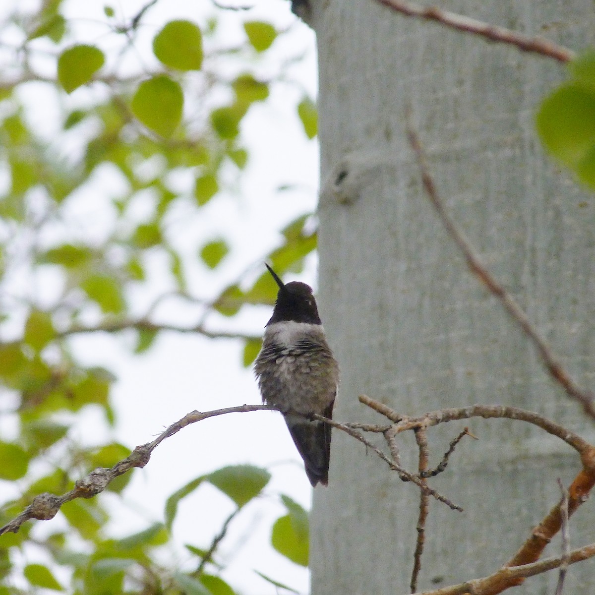 Black-chinned Hummingbird - Kenneth Stinchcomb